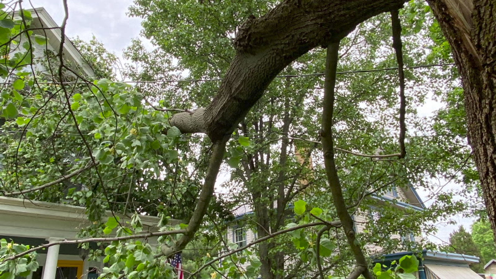 Emergency Tree Removal Before & After